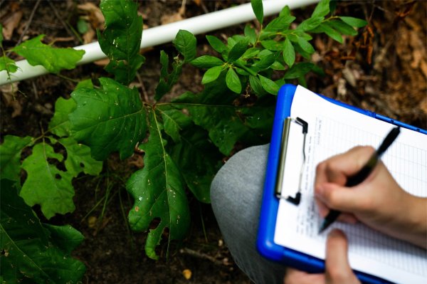 A person writes on a clipboard resting on their knees while kneeling. They are kneeling in front of a plant. Only the person's hands and knees are visible.