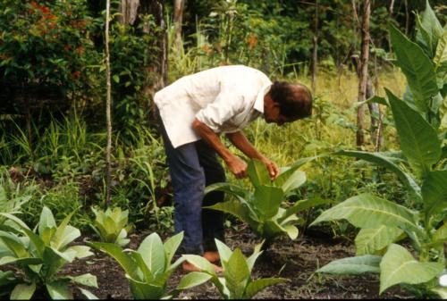 Jim Penn photographed Don Jorge Soplin Zuta cultivating plants in his agroforestry system containing 58 species of crops.