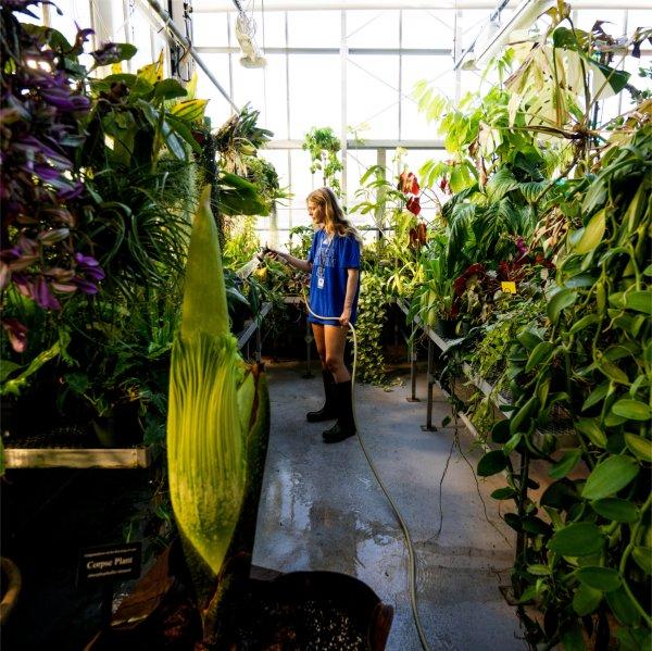 A person waters plants in a greenhouse. The GVSU corpse flower is in the foreground.