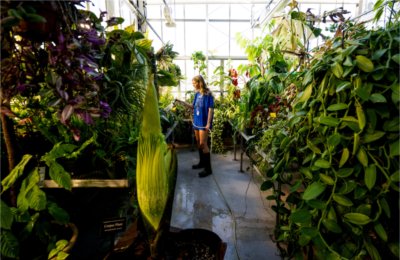 A person waters plants in a greenhouse. The GVSU corpse flower is in the foreground.