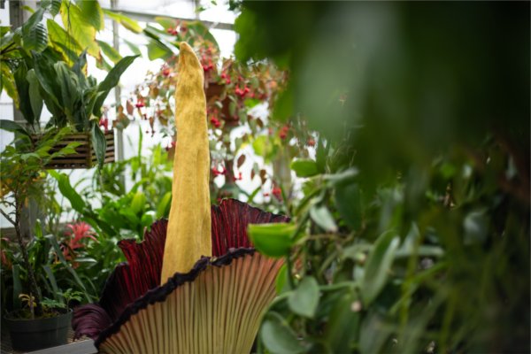 The GVSU corpse flower shown in full bloom in the Barbara Kindschi Greenhouse in 2022.