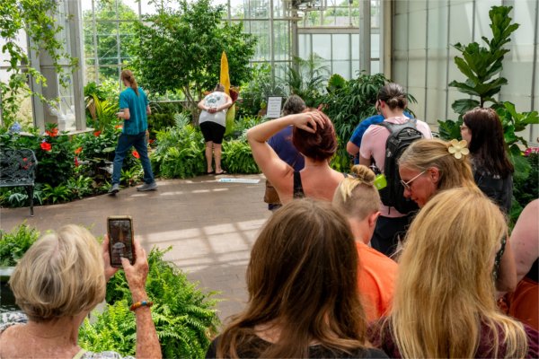 People stand in line to see the GVSU corpse flower in 2024. One person is smelling it.