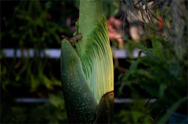 A closeup of the GVSU corpse flower in 2026 as it gets ready to bloom.