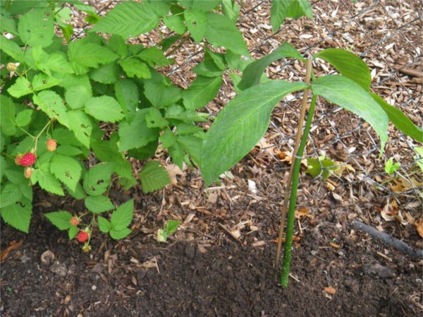 A plant with berries is on the left and a plant that was an early version of GVSU's corpse flower is on the right.