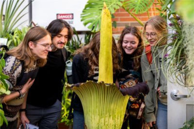 A person waters plants in a greenhouse. The GVSU corpse flower is in the foreground.