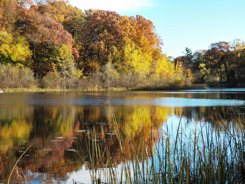 A photograph of Ruddiman Lagoon, a freshwater estuary in Michigan.