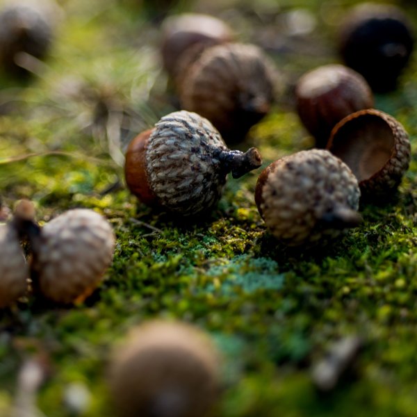 Acorns are scattered on grass.