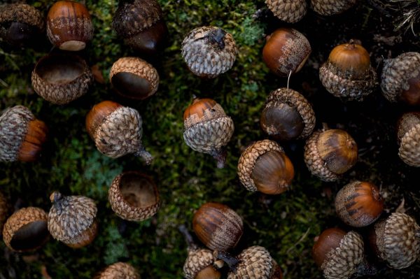 Acorns are scattered on grass.