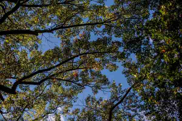A canopy of oak trees seen from below, leaves set against a blue sky.