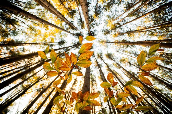 Looking up at trees with orange, yellow and green leaves