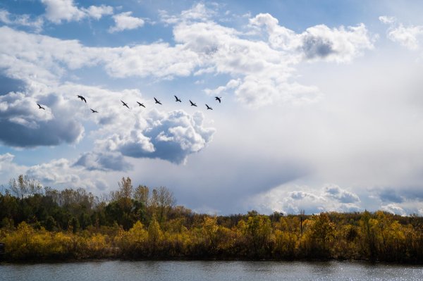 The sky, trees and water and Millenium Park