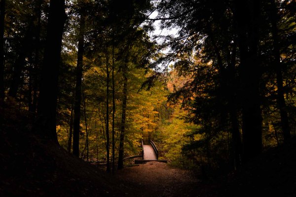 Trees surrounding a bridge