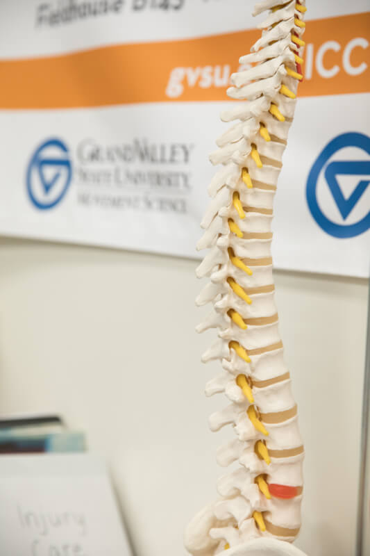 A photo of a model of the spine that sits in the Injury Care Clinic.