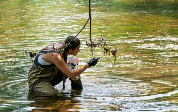A Grand Valley graduate student crouches in Flat River in Lowell to search for long-jawed orb weaver spiders as part of a research project led by professor Ryan Otter. 