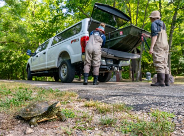 A turtle sits in the dirt while two people load a metal boat into the trunk of a car.