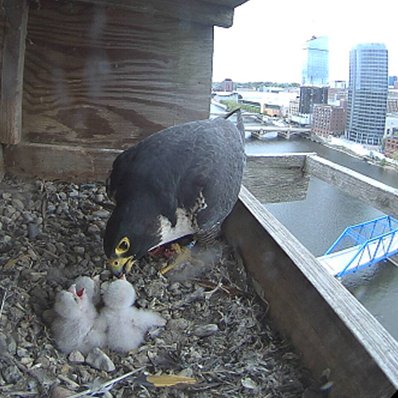 Peregrine falcon chicks and a parent in their nesting box