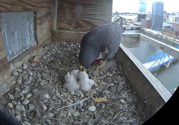 Peregrine falcon chicks are fed by an adult.