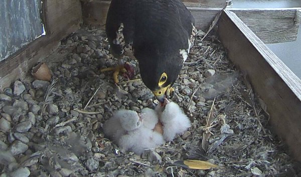A peregrine falcon parent feeds chicks.