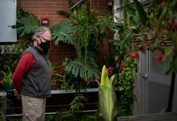 Mark Luttenton, professor of biology, stands with hands behind the back while gazing at the corpse flower.