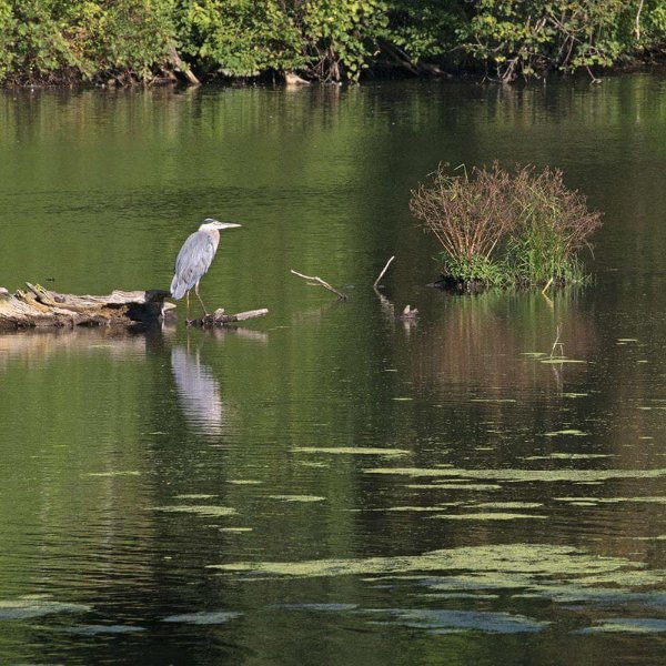 Bird perched on a log in a river
