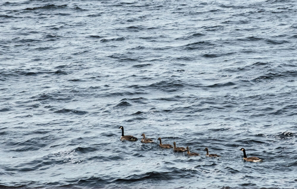 The From Students to Stewards Initiative promotes water education for K-12 students.