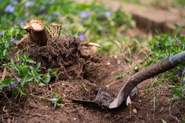 A shovel is seen digging into the ground next to a stump. The stump is surrounded by greenery with purple flowers.