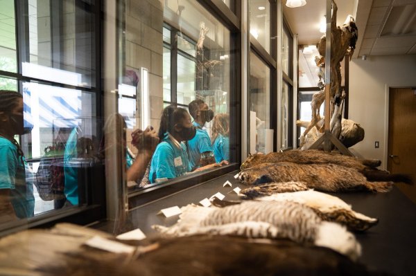 students look into room, through glass with taxidermy displays of animals