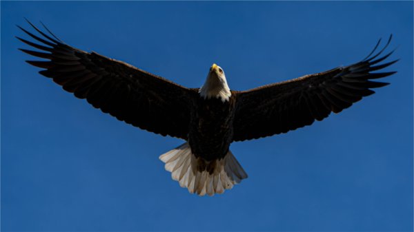  A bald eagle flies overhead against a cloudless blue sky. 
