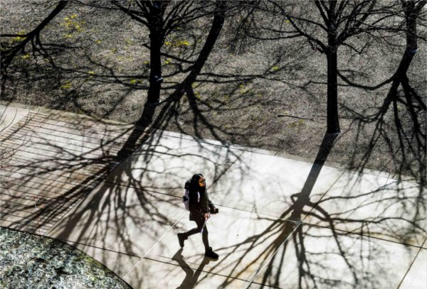  As seen from above, a student with a backpack walks among trees as they cast shadows on the sidewalk. 