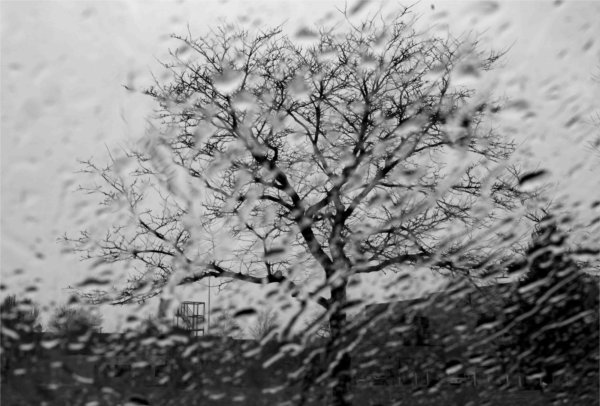 A tree is seen through a rain-splattered window. 