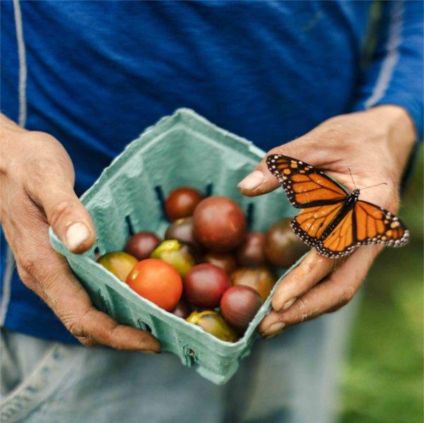 A monarch butterfly lands on a basket of tomatoes.