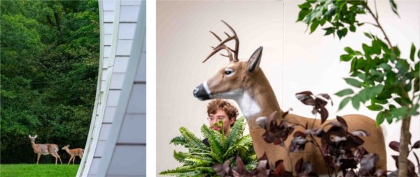  Left, two deer walk past an academic building. At right, a student works on installing an art piece which includes greenery and a deer decoy. 
