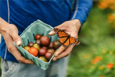 A monarch butterfly lands on a basket of cherry tomatoes. 