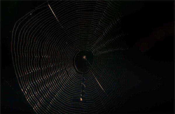  Sunlight highlights a spiderweb. 