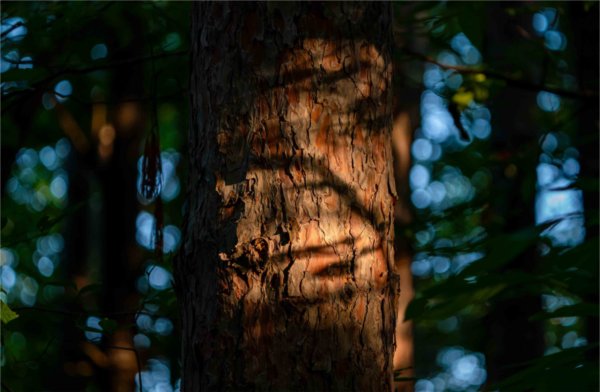  Sunlight filters through a tree causing dappled light to hit its bark. 