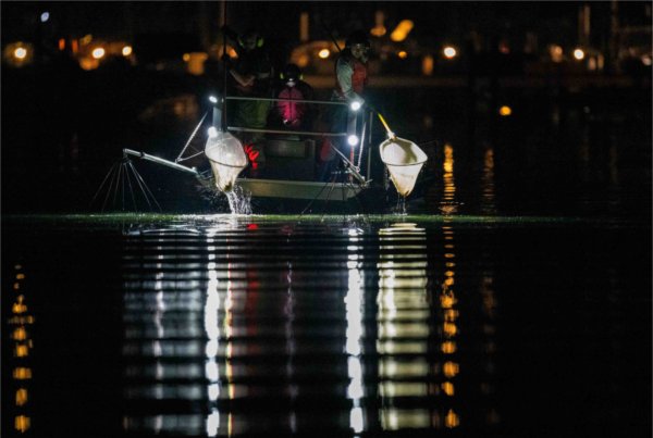College students catch fish in nets during an evening research mission as lights from the boat reflect on the water.  