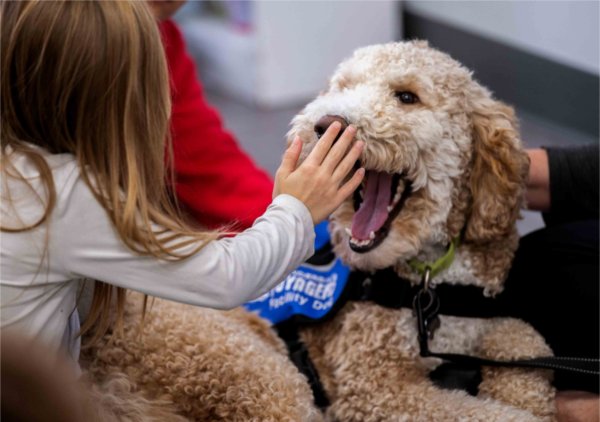 A little girl touches the nose of a dog while it seems to be smiling. 