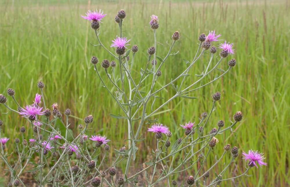 Spotted knapweed