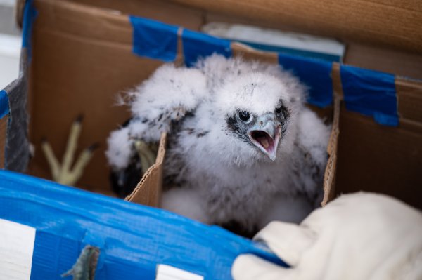 A peregrine falcon chick in a box with its beak open.