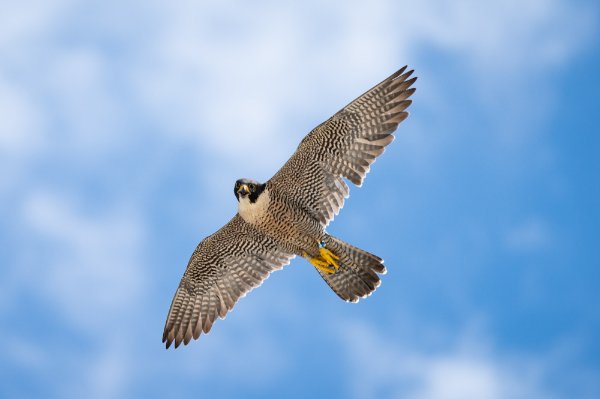 A peregrine falcon looks down while soaring through the sky.