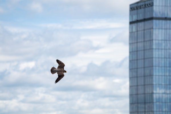 A peregrine falcon soars near its nesting box in downtown Grand Rapids. A building is in the distance.