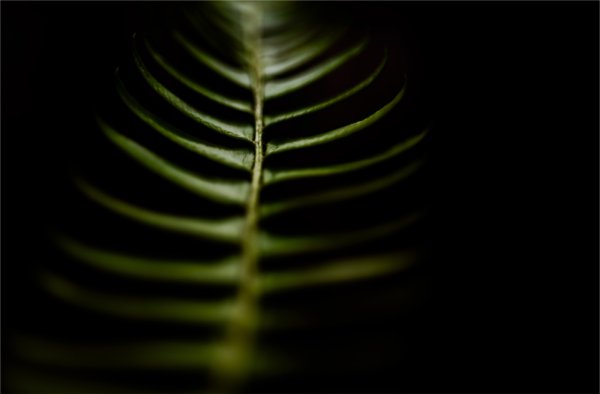  A fern catches the morning light in the ravines on the Valley Campus May 1. 