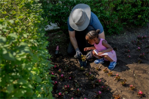  A groundskeeper helps a small child in a pink dress plant pink begonias. 