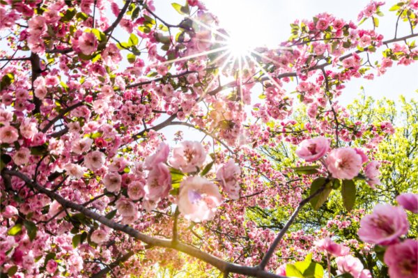  A pink flowering tree blooms outside the Haas Center for Performing Arts. The spring foliage and bright pink blossoms highlight seasonal campus beauty in Allendale.