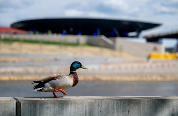 A duck walks on a ledge near a amphitheater.  