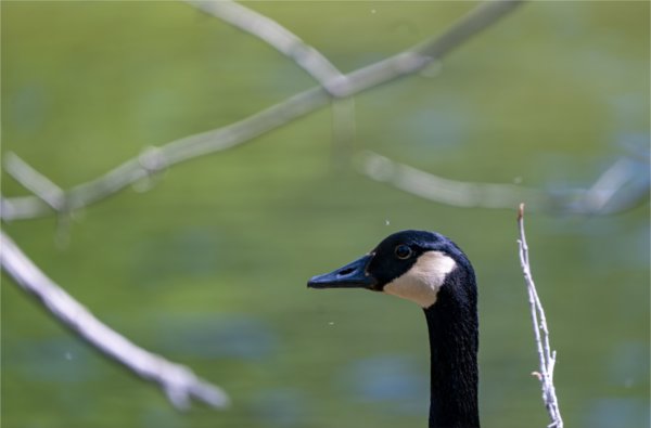  A Canada goose's head and neck is framed by branches along a river. 