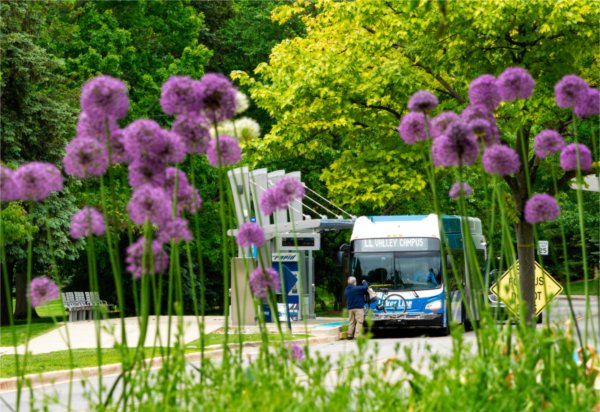 Purple ornamental alliums grow on the Valley Campus near a Laker Line bus.