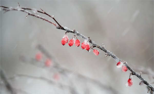  Snow clings to red berries.