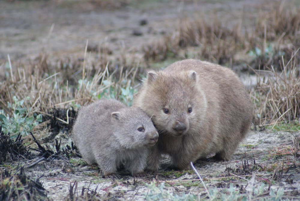 Wombats.