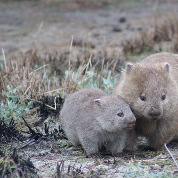 Wombats.